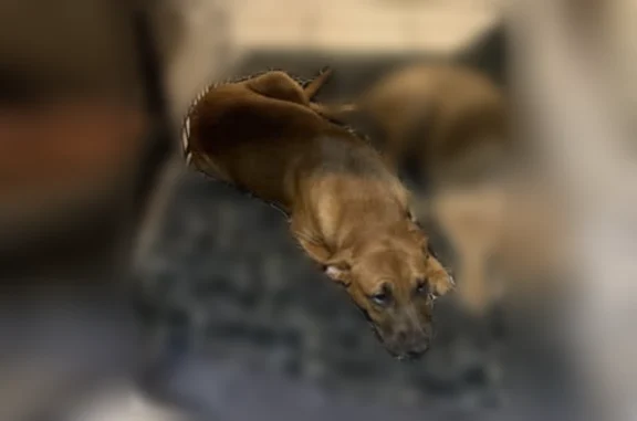 Lost dog, Southwest 82nd Stree...