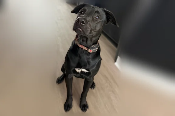 Found dog Gang Mills, photo: Found dog, Gang Mills, New York - super sweet