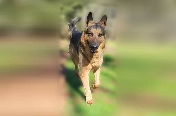 Lost dog, East 98th Street, Chicago - black and brown German shepherd - photo