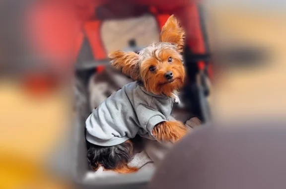 Lost dog, Toledo, Ohio - male, 5 years old - photo