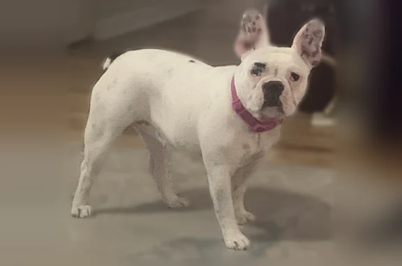 Lost pets South Daytona, photo: Lost dog, South Ridgewood Avenue, South Daytona - female French bulldog