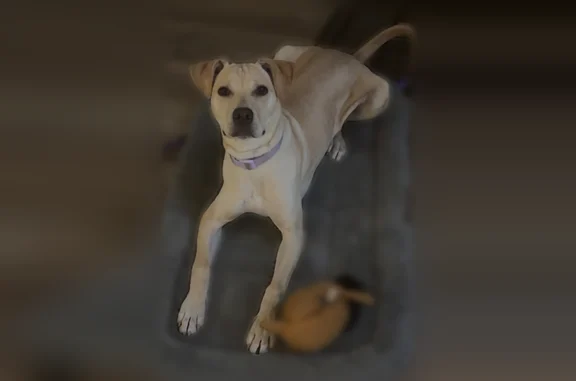 Lost dog, Chance Drive North, Horn Lake - female with purple collar - photo