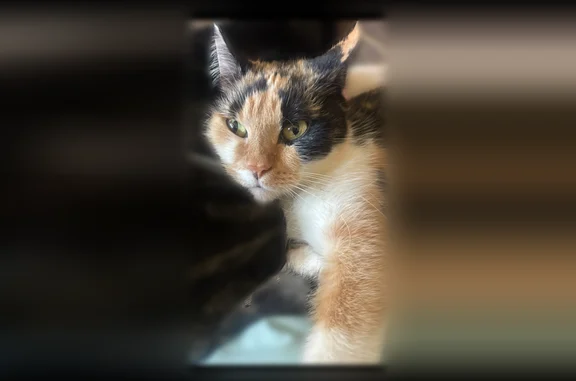 Lost female cat, Lamey Bridge Road, D'Iberville, Jackson - petite calico/tortoiseshell - photo