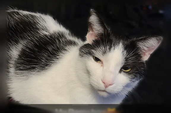 Lost cat, Daytona Avenue, Windsor - black and white, answers to 'Remy, are you hungry?' - photo