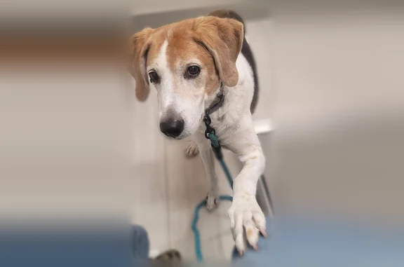 Missing dog Male, Colonial Heights (usl535156) - photo