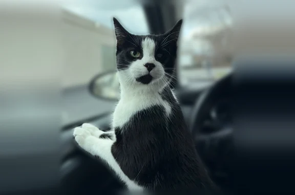 Lost cat, Essex, Maryland - female, black with a blind left eye - photo