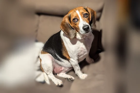 Lost female dog, Tyler Street, 4536, Gary - black brown white Beagle - photo