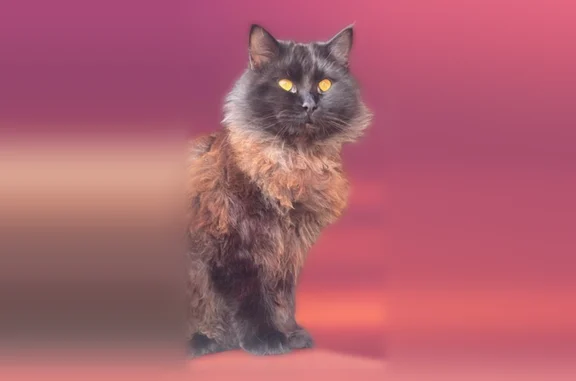 Lost cat, Roswell Street, San Diego - very fluffy with orange yellow eyes - photo