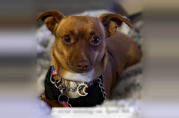 Lost dog, West 55th Street, Tulsa - female with brown mask - photo