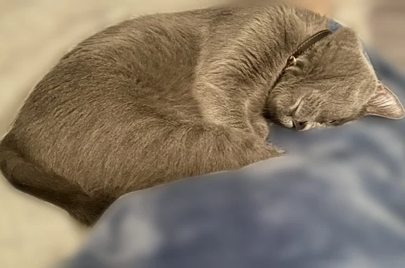 Lost and found pets Portland, photo: Lost cat, North Atlantic Avenue, Portland - female, grey with green eyes