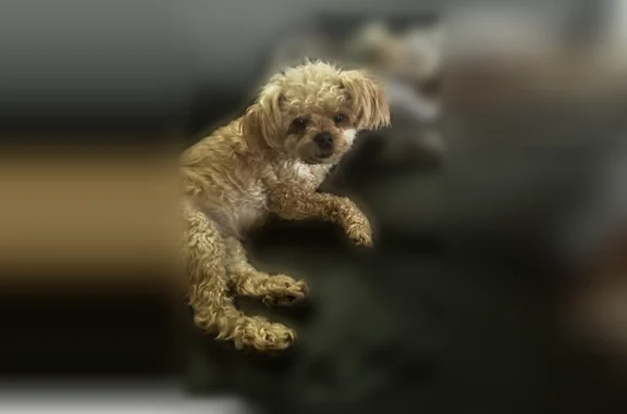 Lost dog, East Southern Avenue, 8265, Mesa - carmel colored fluffy female - photo