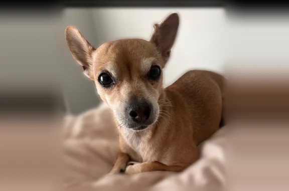 Lost female dog, West 25th Street, Chicago - Chihuahua with a dark streak - photo
