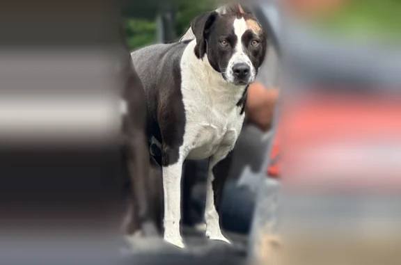 Lost dog, Bagwell Road, Knoxville - black and white with brown patch - photo