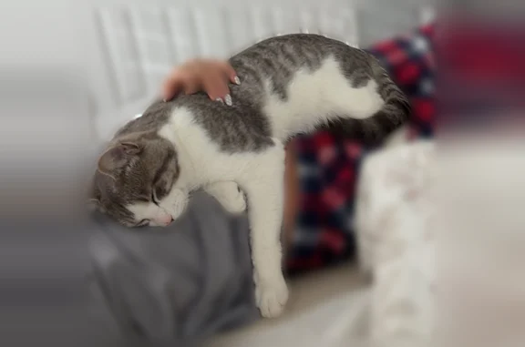 Lost cat, North 2nd Avenue, 148, Saltillo - male with white and grey fur - photo