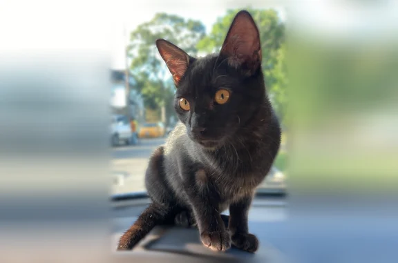 Lost cat, Sewanee Avenue, Elmont - black, named Luigi - photo