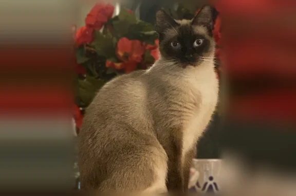 Lost cat, Waikalani Drive, 95-227, Mililani - Siamese requiring special food - photo