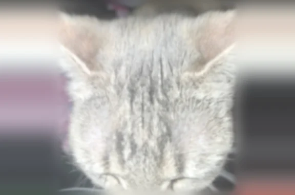 Lost cat, Whitley Drive, Smithfield - small female with purple collar - photo