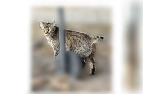 Lost female cat, Laurel Street, New Orleans - shorthair pixie bob - photo