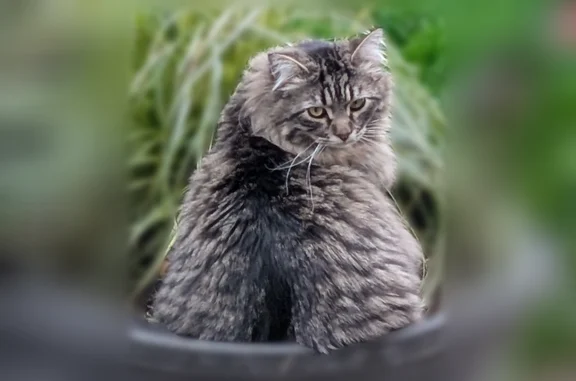 Lost male cat, Southwest Bridgeview Court, Tigard - long haired Mancoon - photo