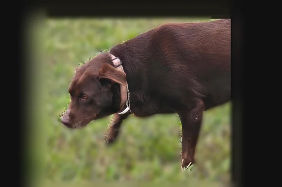 Missing dog Arlington, photo: Missing dog Female, Arlington (usl535182)