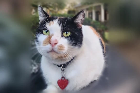 Lost female cat, South Summit Street, Fairhope - calico with injured ear - photo