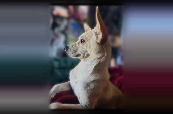 Lost dog, West Vineyard Road, Maricopa Colony - tan and brown Chihuahua/Jack Russell mix - photo