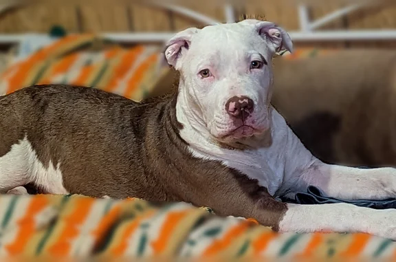 Lost dog, 3rd Avenue, Lucerne, San Francisco - 5 months old, white head, red like a cow - photo