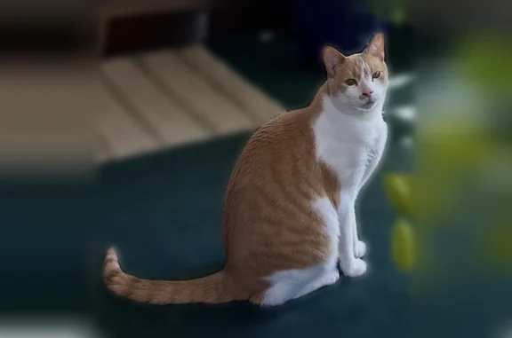 Lost male cat, Middle Street, 507, Braintree - orange/white, very friendly - photo