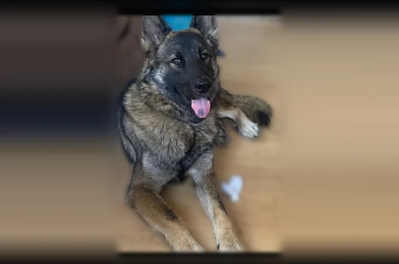 Lost dog, Jacksonville - friendly and neutered - photo