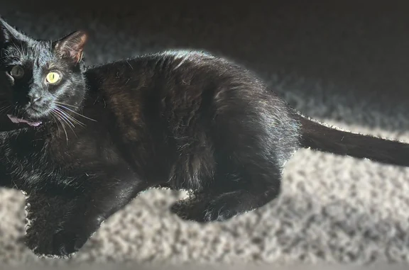 Lost cat, Ute Trail, Harker Heights - male bombay with scar - photo