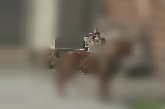 Lost dog, South 14th Street, Murphysboro - female pitbull - photo