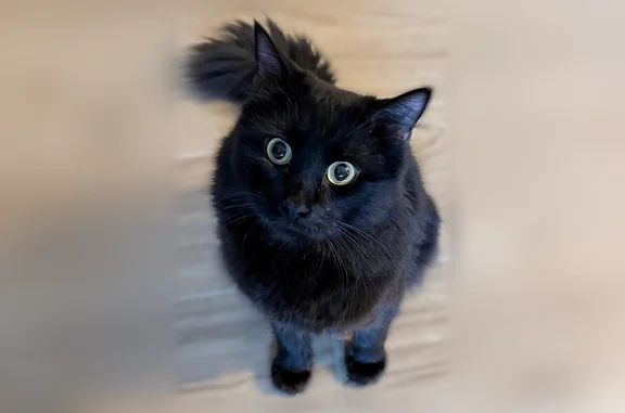 Lost cat, Alumni Road, Newington - long haired black male - photo