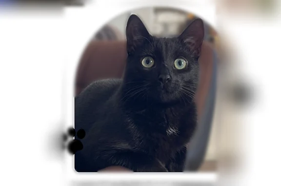 Lost cat, Cook Street, Barrie - female with big green eyes - photo