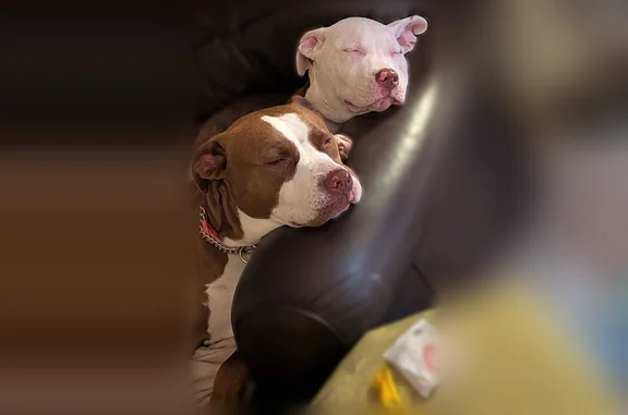 Lost dog, 3rd Avenue, Lucerne - red female with puppy - photo