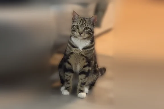 Lost male cat, West 16th Street, Brooklyn - brown with black stripes - photo