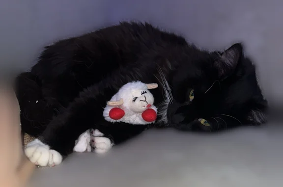 Missing cat Ingalls, photo: Lost cat, West Reformatory Road, Ingalls - tuxedo type