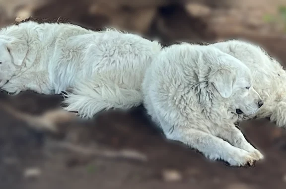 Lost dog, Red Rock Road, Blanco - two white Great Pyrenees - photo