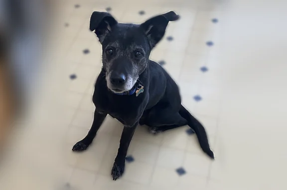 Found pets Richmond, photo: Found dog, Sunnyvale, Richmond - older black male, blue collar