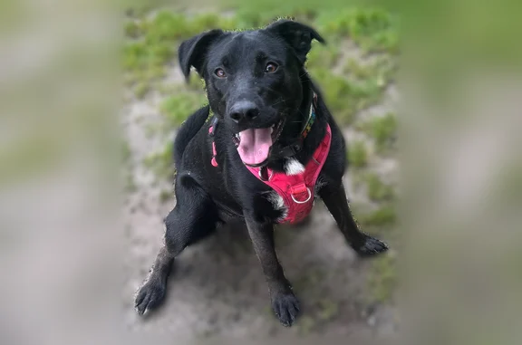 Missing dog Female, Wollochet (usl535218) - photo