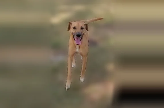 Lost male dog, Livingston Road, Oxon Hill - photo