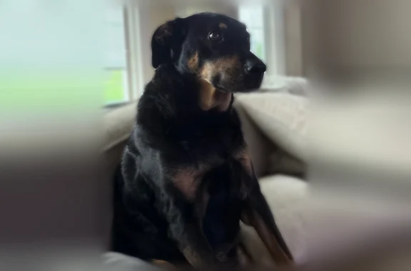 Lost dog, 84th Street, Bristol - black with tan on face - photo