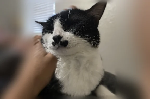 Lost cat, Winding Lane, Fort Worth - tuxedo with mustache marks - photo