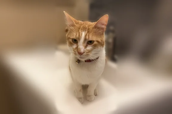 Lost cat, Frederick Road, Germantown - orange with white patches - photo