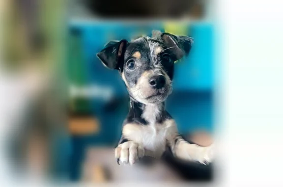 Lost dog, Road 6405, 11, Kirtland - black, brown, and gray chihuahua - photo