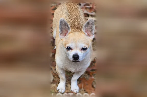 Lost male dog, Innsbruck Drive, Wilson's Mills - photo