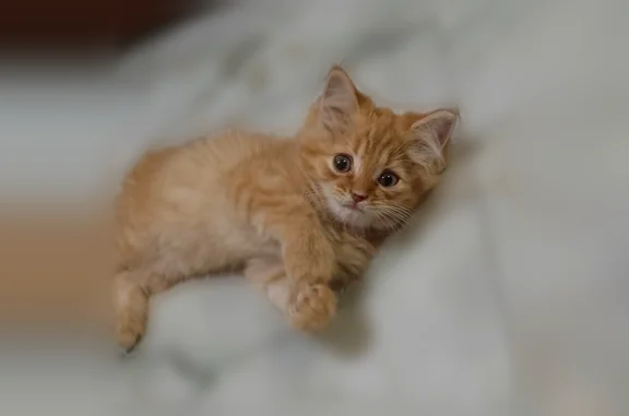 Found cat Secaucus, photo: Found cat, Wilson Avenue, 22, Secaucus - well behaved gold and white