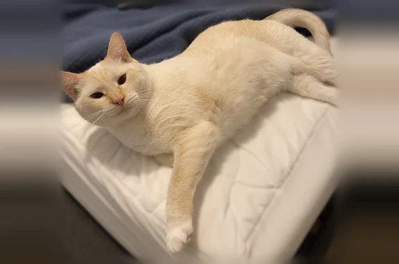 Lost male cat, Welford Place, Goldsboro - cream color with blue eyes - photo