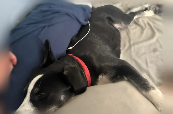 Lost dog, Bradys Ridge Road, 352, Follansbee District, Wellsburg - male husky border collie mix - photo