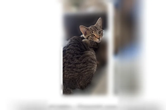 Missing cat Female, Winchester (usl535243) - photo