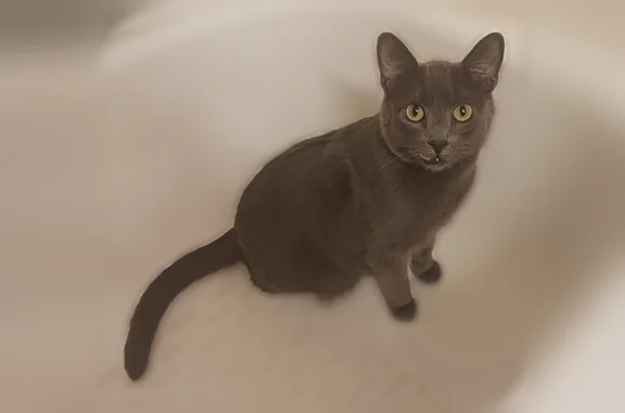 Grey, neutered male. Microchipped, Has a tooth sticking out from lower jaw. Needs seizure medication. 5-7 years old. We are worried about him having medical issues without his meds. Please help.